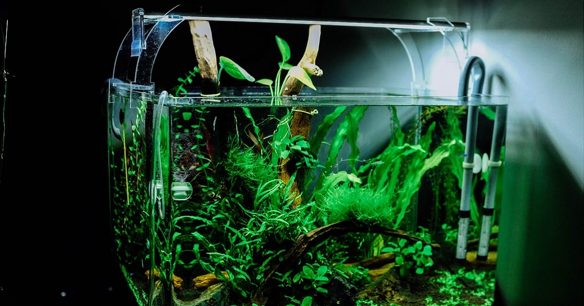 Read more about the article Keeping A Healthy Tank Things To Look Out For
